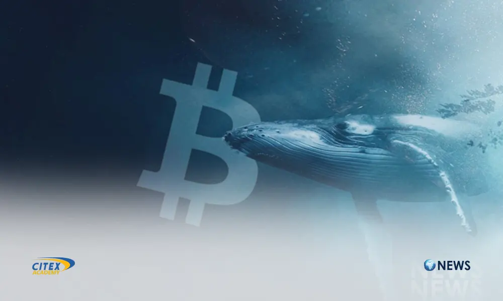انتقال 743 میلیون دلار بیت‌کوین واتریوم توسط سه نهنگ